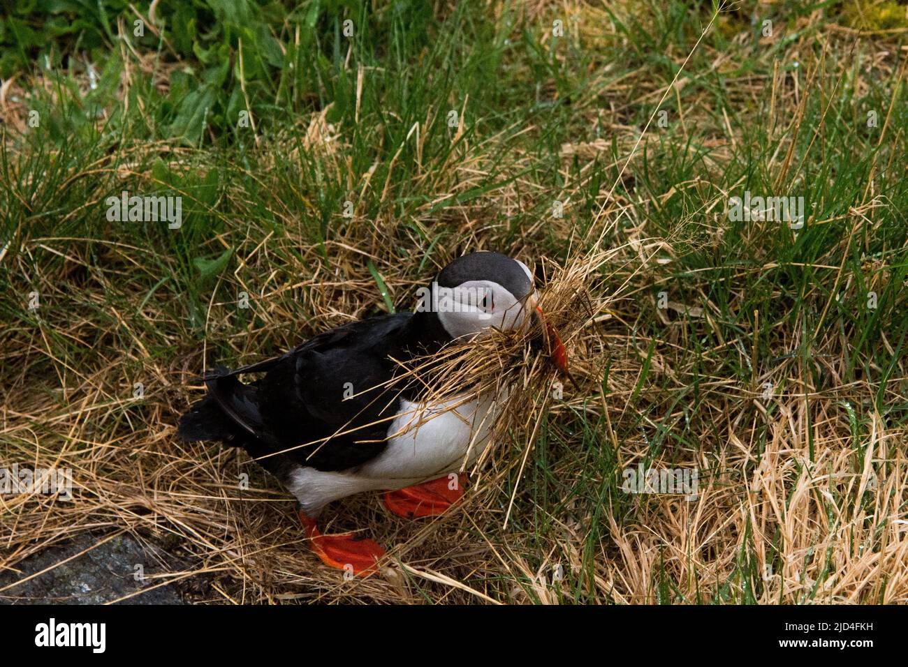 Atlantischer Papageientaucher pflückt Nistmaterial auf der Insel Runde an der Westküste Norwegens im Norwegischen Meer. Stockfoto