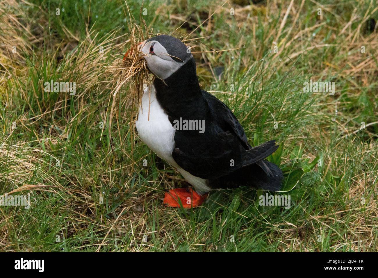 Atlantischer Papageientaucher pflückt Nistmaterial auf der Insel Runde an der Westküste Norwegens im Norwegischen Meer. Stockfoto