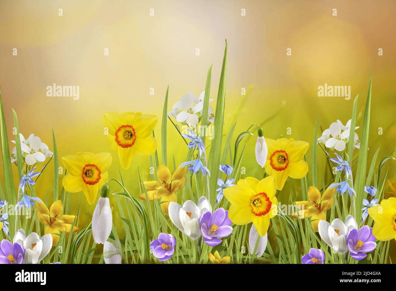 Schönes Panorama der blühenden Frühlingswiesenlandschaft, mit Frühlingsblumen. Narzissen, Schneeglöcken Stockfoto