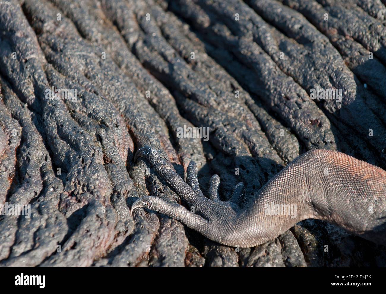 Bein eines marinen Leguans auf Lavastrom. Von Sullivan Bay, Santiago, Galapagos. Stockfoto