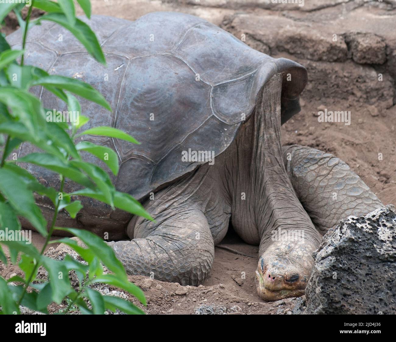 Lonesome George, das einzige erhaltene Exemplar der Riesenschildkröte der Art Chelonoidis nigra abingdoni, das auf der Insel Pinta, Gala, gefunden wurde Stockfoto