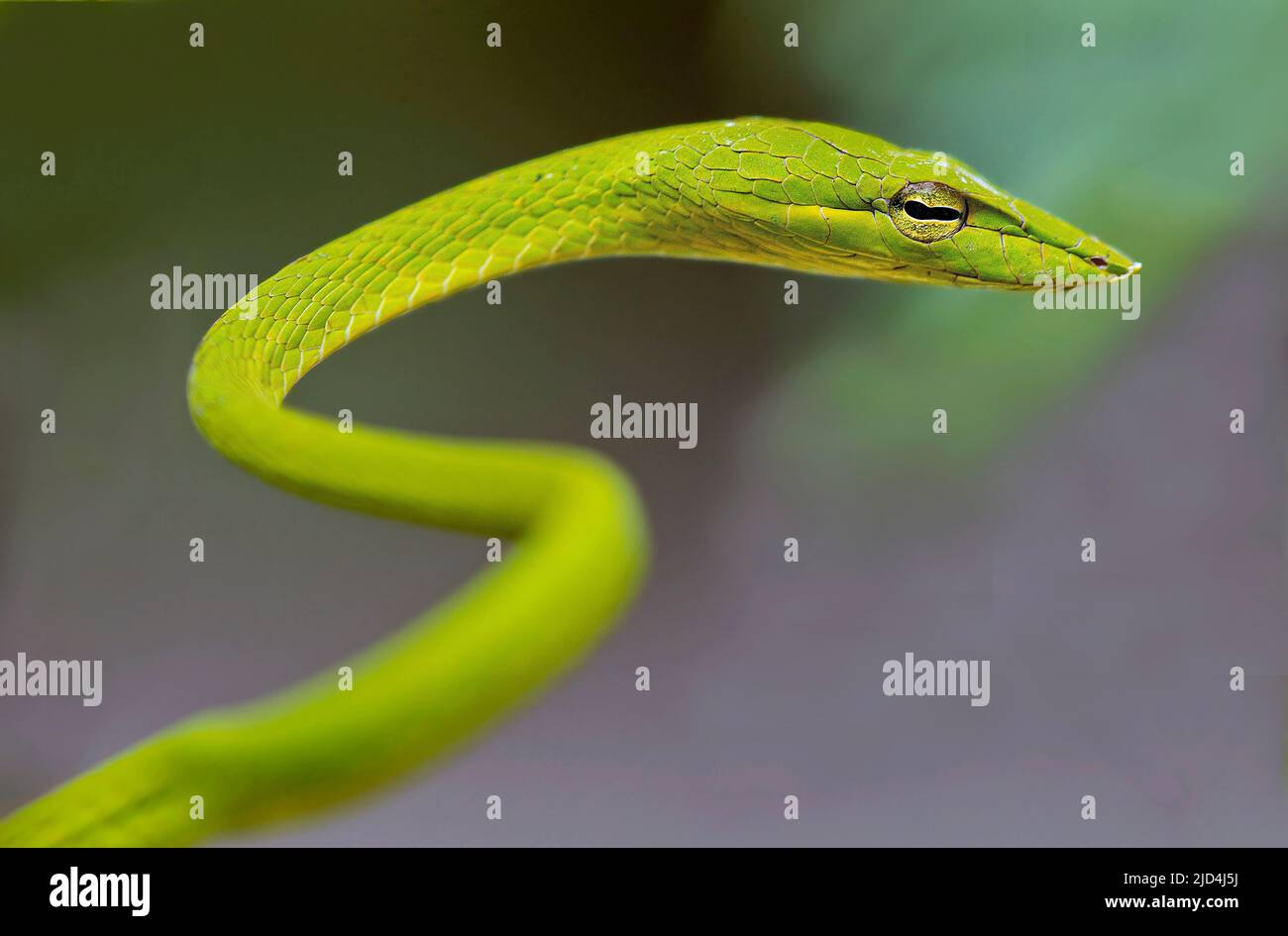 Grüne Weinschlange (Ahaetulla nasuta) aus Sabah, Borneo. Stockfoto