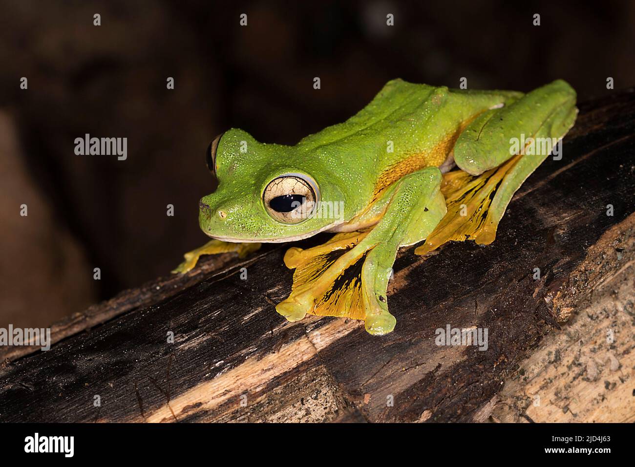 Wallace's Flying Frog ( Rhacophorus nigropalmatus) aus dem Deramakot Forest Reserve, Borneo. Stockfoto
