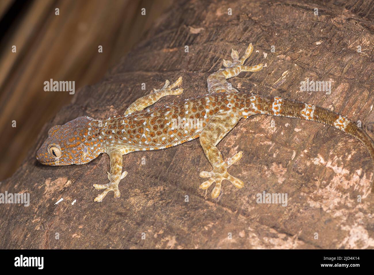 Tokay Gecko (Gekko Gecko) von Komodo Island, Indonesien. Stockfoto