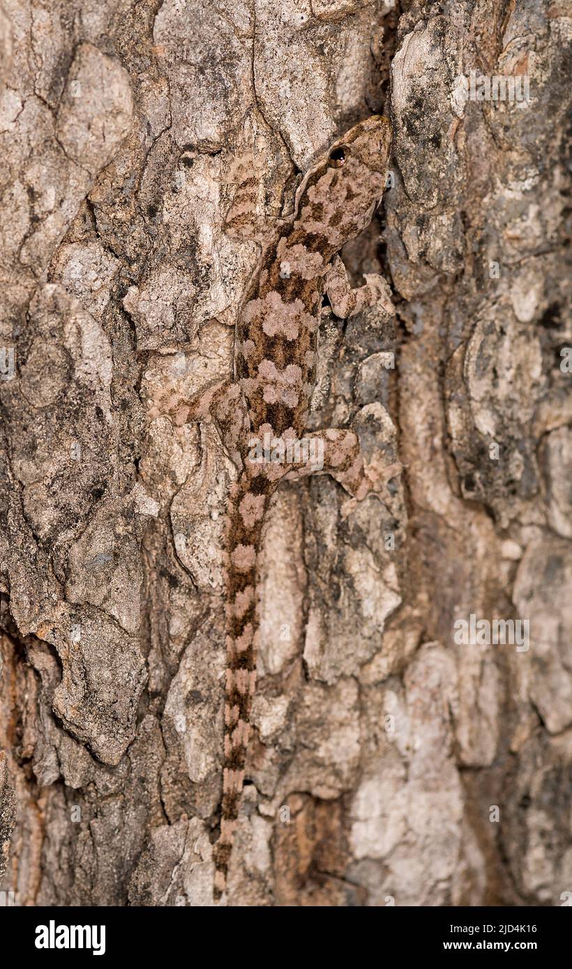 Bent-toed Gecko (Cyrtodactylus sp.) von Komodo Island, Indonesien. Stockfoto