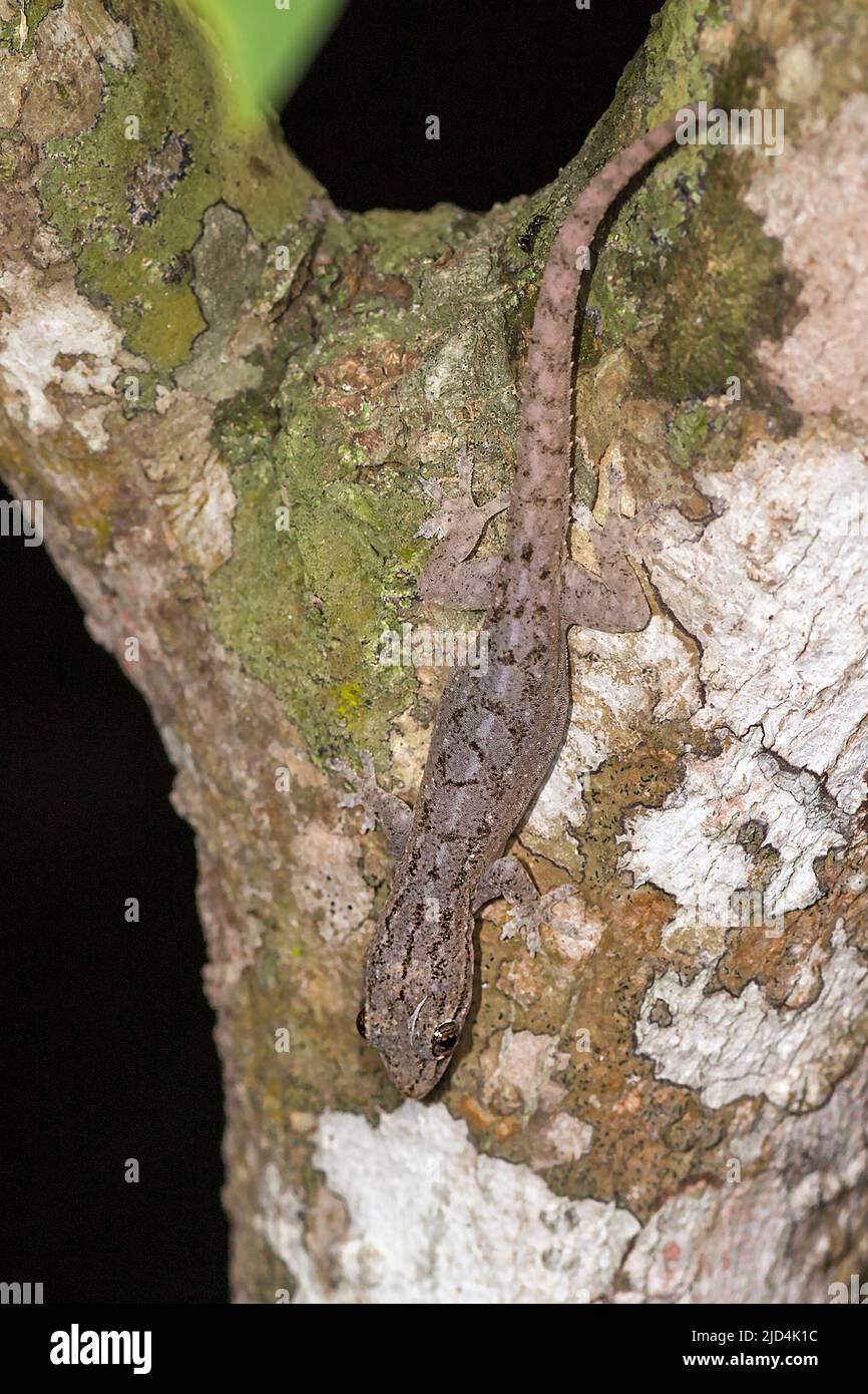 Hausgecko (Hemidactylus sp.) von Komodo Island, Indonesien. Stockfoto
