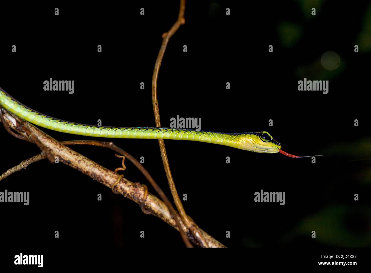 Gemalter Bronzeback (Dendrelaphis pictus) aus dem Tanjung Puting National Park, Kalimantan, Borneo (Indonesien). Stockfoto