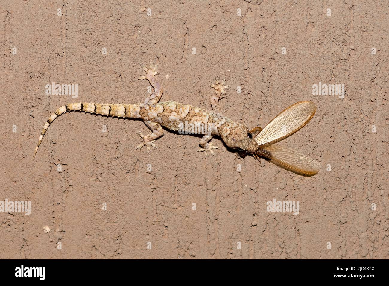 Tropischer Hausgecko (Hemidactylus mabouia), der in Zimanga, Südafrika, Insekten ernährt. Stockfoto