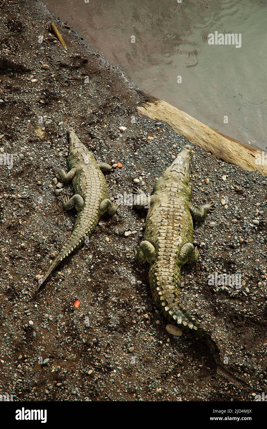 Große Krokodile (Crocodylus acutus), Río Tárcoles, Costa Rica Stockfoto