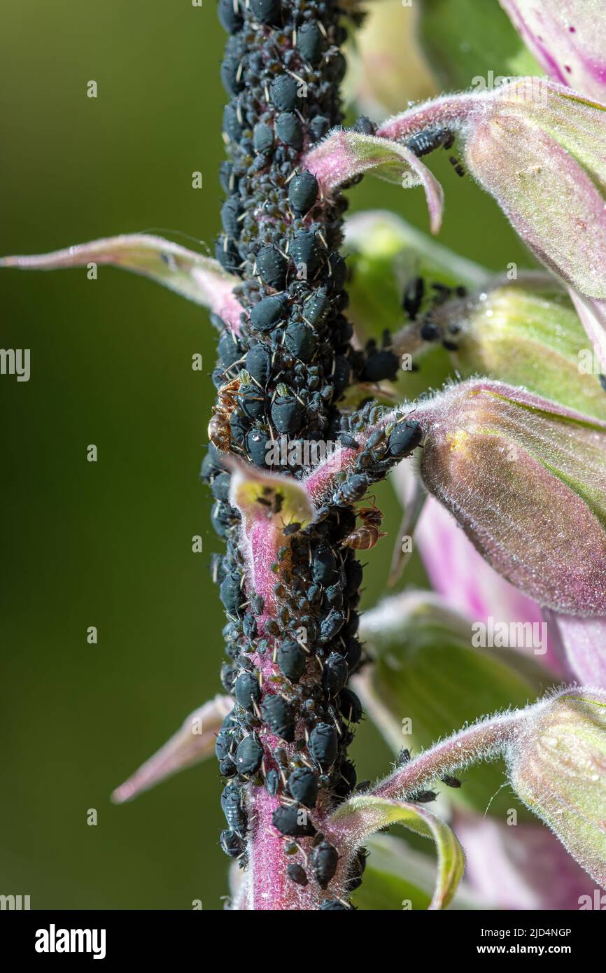 Blattläuse auf einem Fuchshandschuh, die von Ameisen für ihren Honigtau, Insektenverhalten, Großbritannien, gezüchtet werden Stockfoto