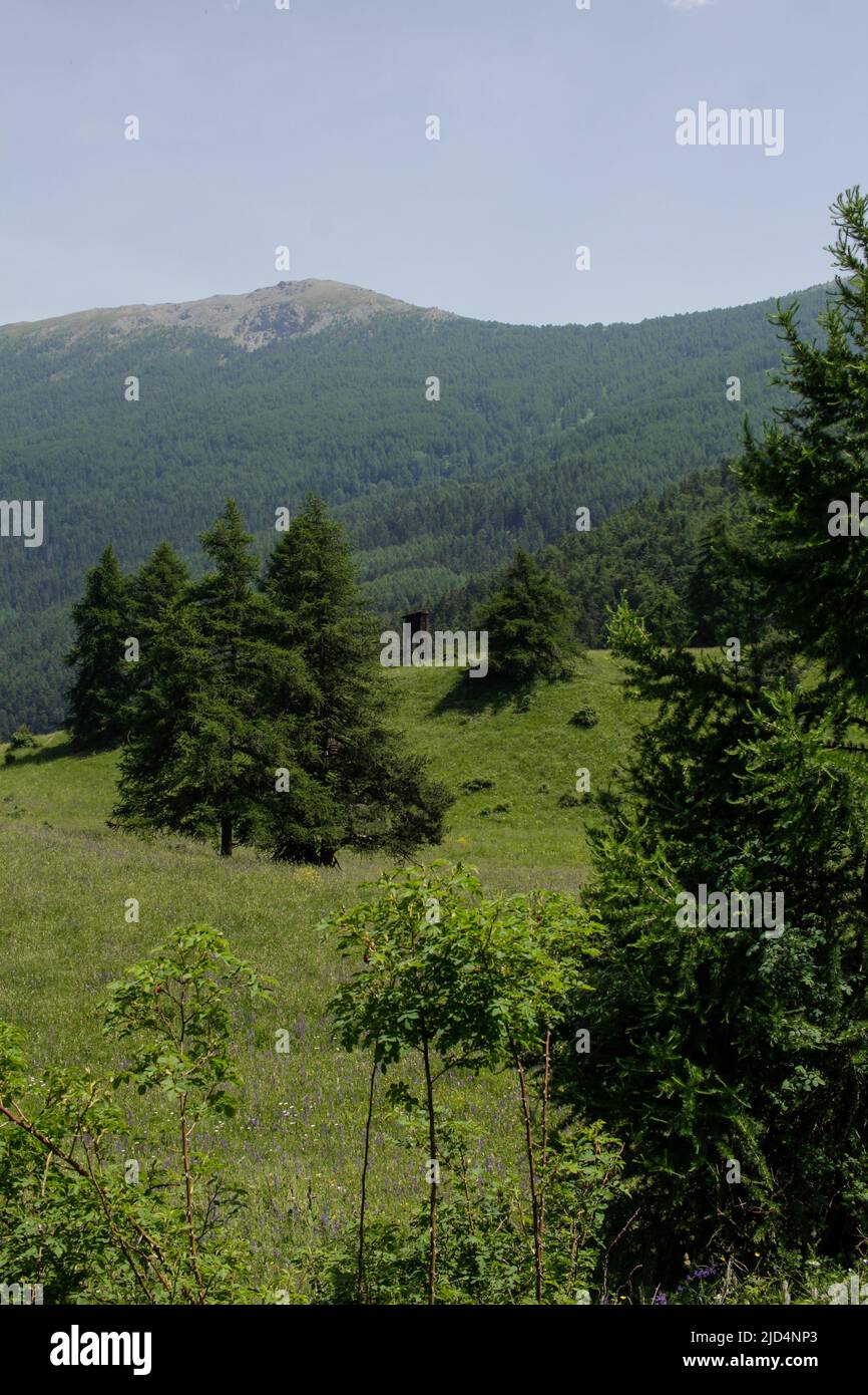 Landschaft des Gran Bosco di Salbertrand im Susa-Tal (Turin, Piemont, Italien) mit einem hölzernen Aussichtsturm. Stockfoto