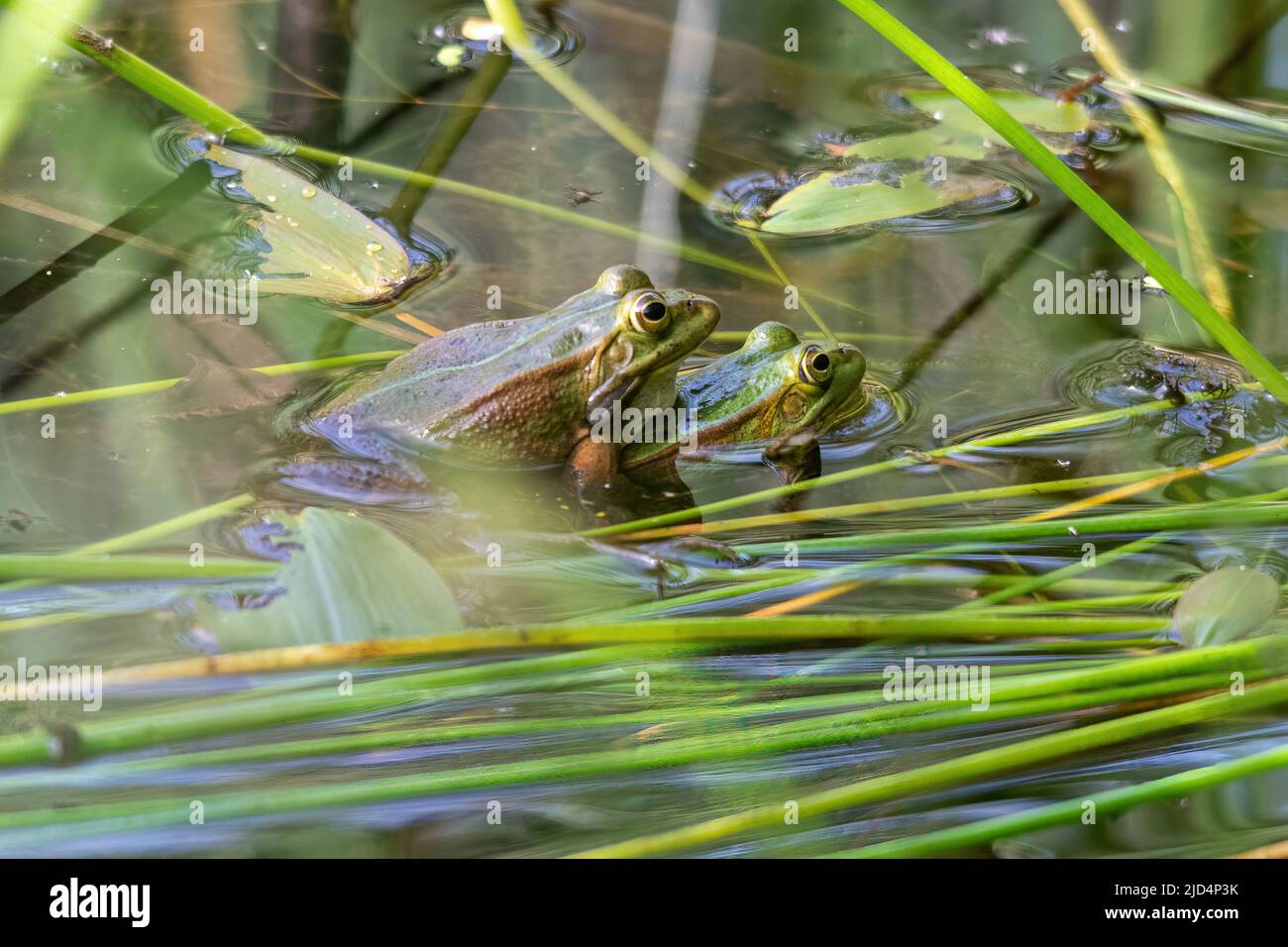 Schwimmbadfrösche (Pelophylax lessonae) in Amplexus, Bramshill Plantation Pond, Hampshire, England, Großbritannien Stockfoto