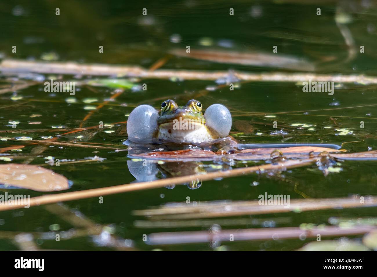 Poolfrosch (Pelophylax lessonae), der mit aufblasbaren Gesangsbriefen ruft, Bramshill Plantation Pond, Hampshire, England, Großbritannien Stockfoto