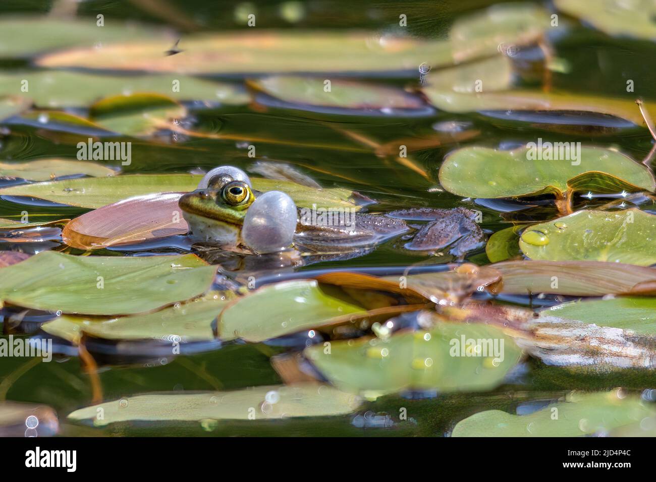 Poolfrosch (Pelophylax lessonae), der mit aufblasbaren Gesangsbriefen ruft, Bramshill Plantation Pond, Hampshire, England, Großbritannien Stockfoto