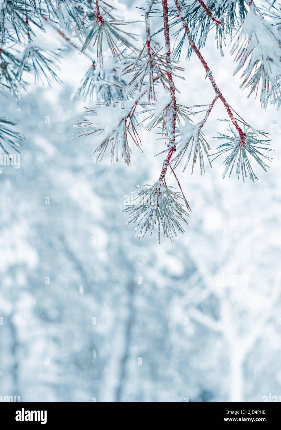 Schnee auf den Kiefernblättern in der Wintersaison Stockfoto