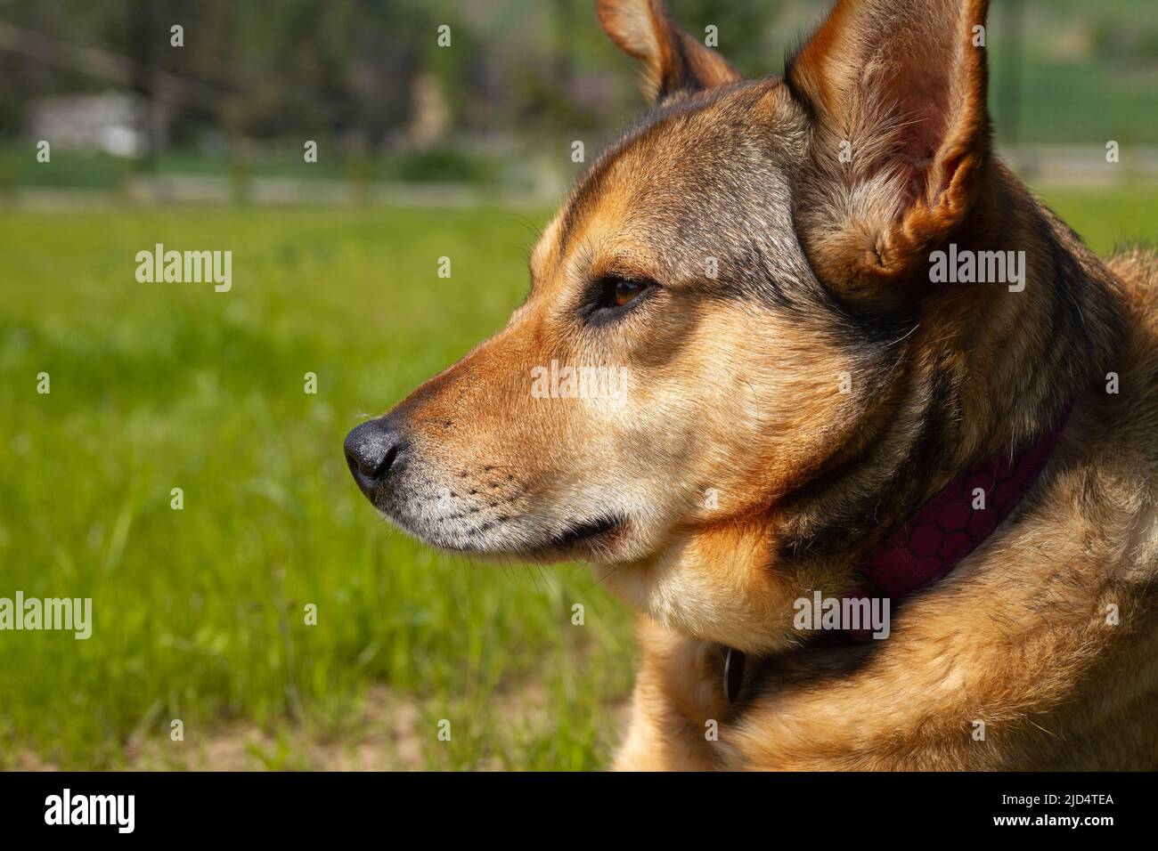 Netter Mischlingshund in einem Hausgarten oder Hinterhof. Stockfoto