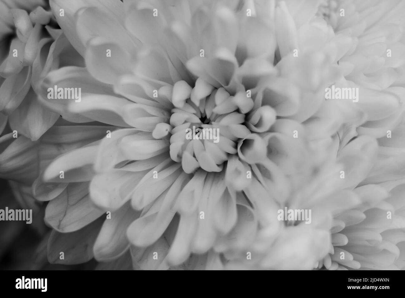 Wunderschöne Blumen in voller Blüte in Schwarz und Weiß. Stockfoto