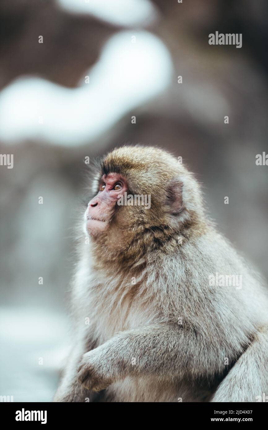 Wilder erwachsener japanischer Makaken-Schneemaffe mit rotem Gesicht und braunem Fell, verschwommener Hintergrund Stockfoto