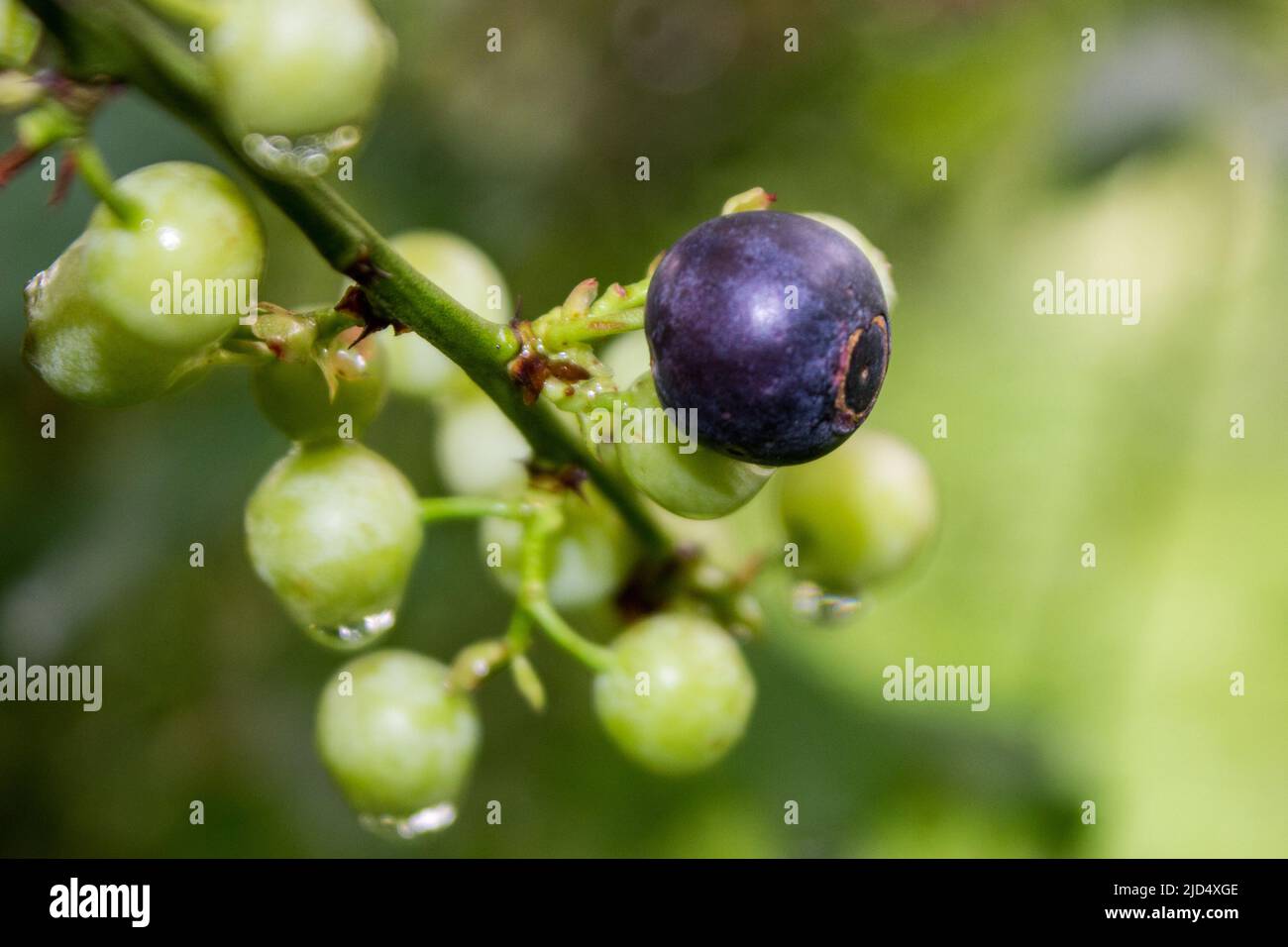 Eine reife, indigofarbene Blaubeere, mit kleinen unreifen, grünen Beeren im Hintergrund, die alle noch auf der Pflanze im Obstgarten liegen Stockfoto