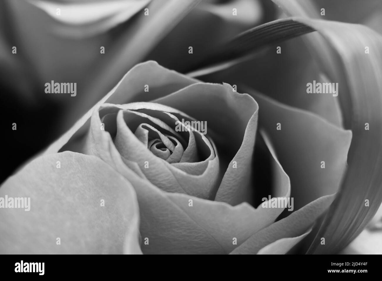 Wunderschöne Blumen in voller Blüte in Schwarz und Weiß. Stockfoto