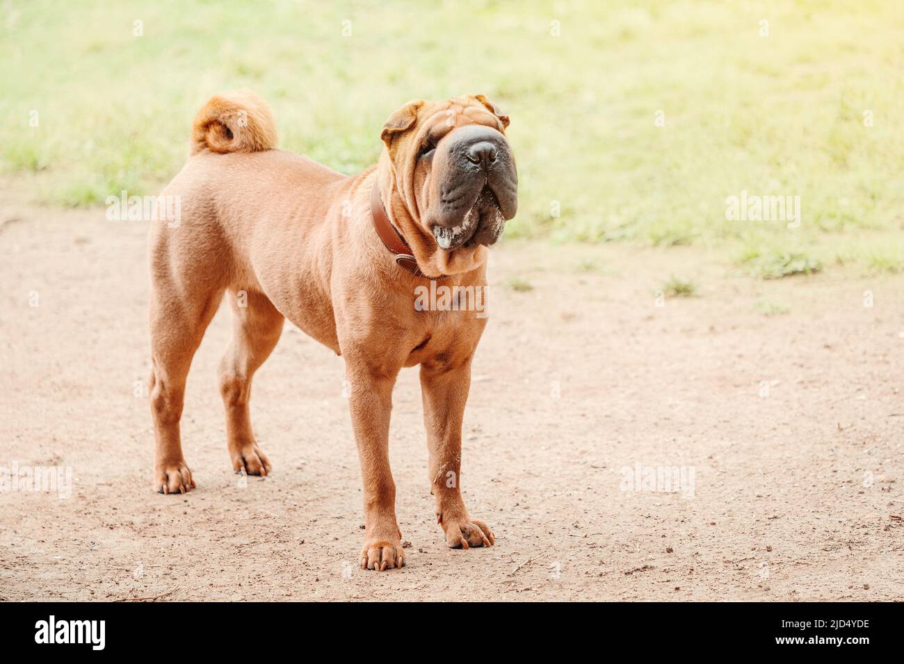 Shar Pei Hunderasse zu Fuß im Park. Ungewöhnliches und lustiges entzückendes Haustier aus China. Entzückende Schnauze mit zahlreichen Falten und Speichelsekreten Stockfoto