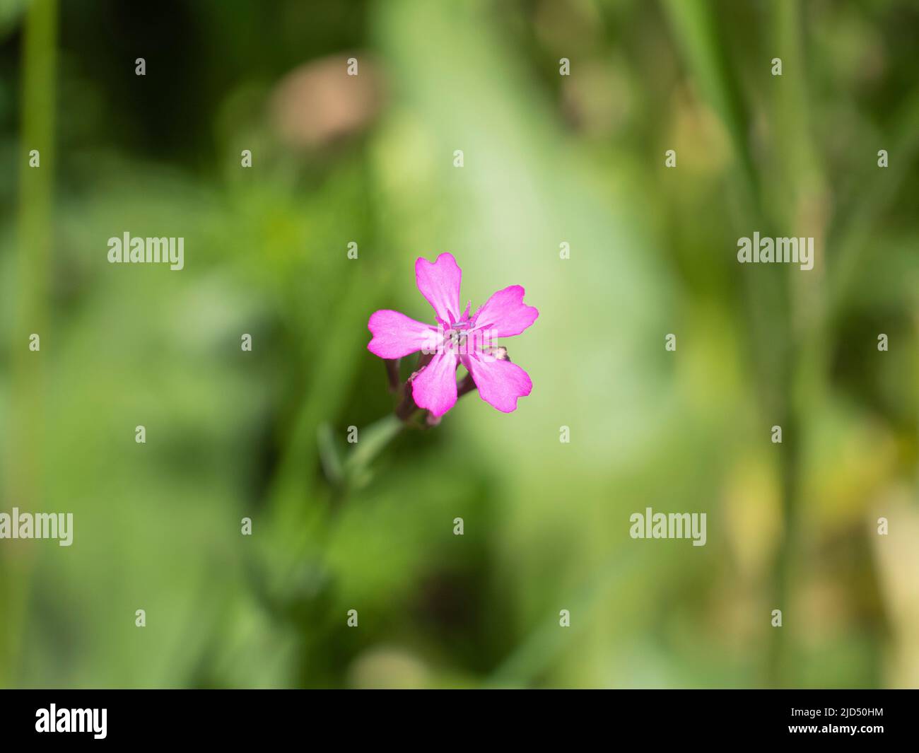 Nahaufnahme der schleichenden Flammenblume, mit einer hellrosa Farbe und sternförmigem Kern mit dem lateinischen Namen Phlox subulata Stockfoto