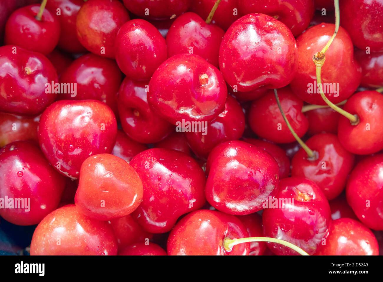 Reife Früchte des Prunus avium, gemeinhin als Wildkirsche, Süßkirsche oder gean Stockfoto