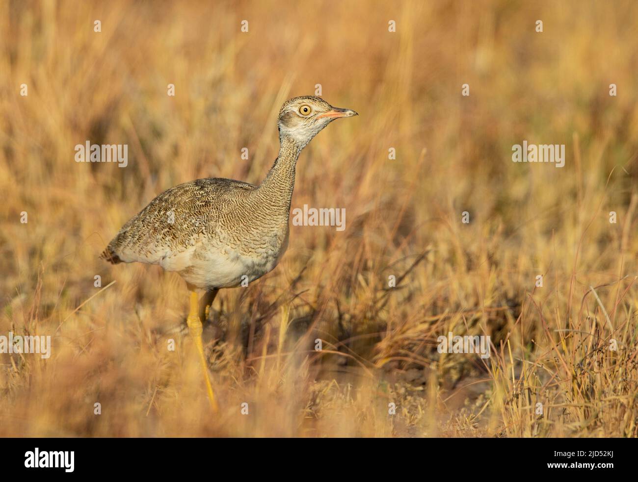 Nördlicher schwarzer Korhaan (Afrotis afraoides), weiblich Stockfoto