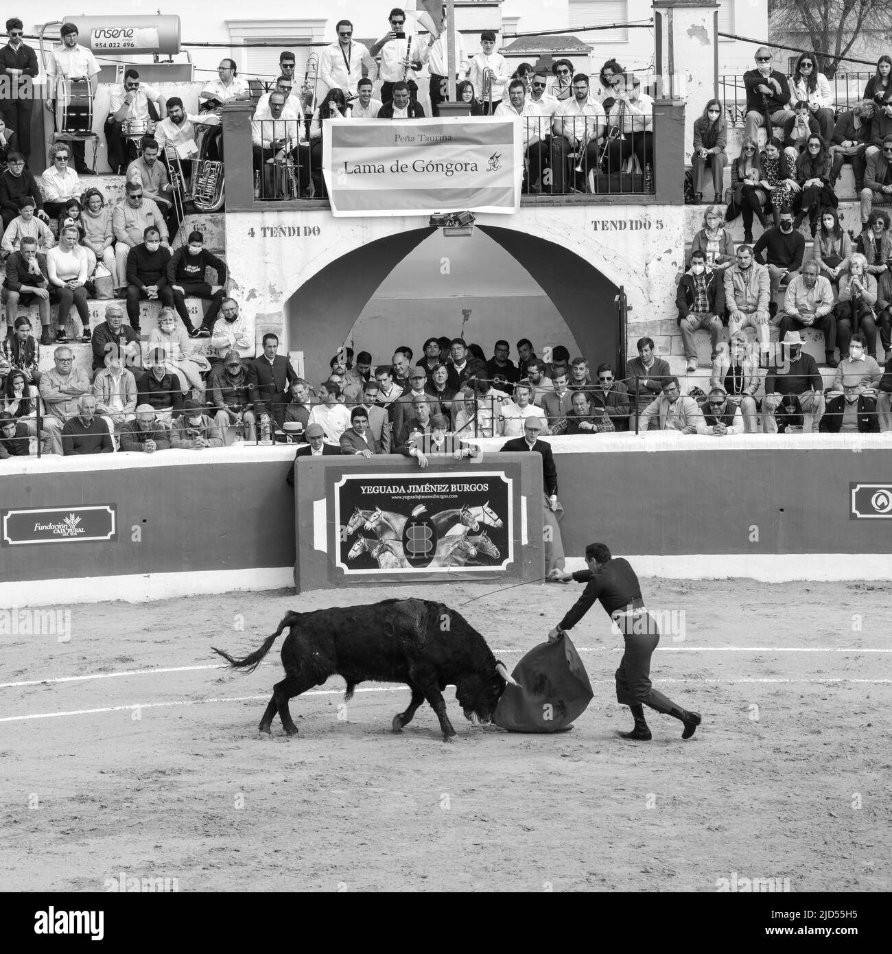 Stierkampf in Cantillana, Spanien Stockfoto