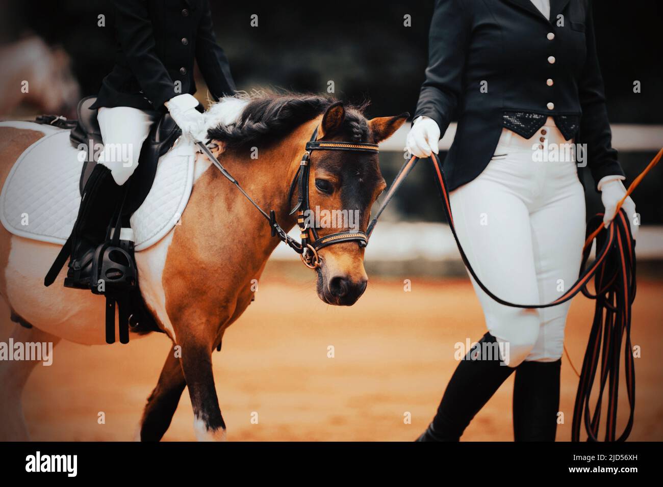 Ein Kind sitzt mit einem Sattel auf einem Kahlkopf-Pony, das von einem Pferdezüchter auf einer sandigen Arena bei Reitwettbewerben um die Züchtung geführt wird. Eque Stockfoto Ein Kind sitzt mit einem Sattel auf einem Kahlkopf-Pony, das von einem Pferdezüchter auf einer sandigen Arena bei Reitwettbewerben um die Züchtung geführt wird. Eque Stockfoto