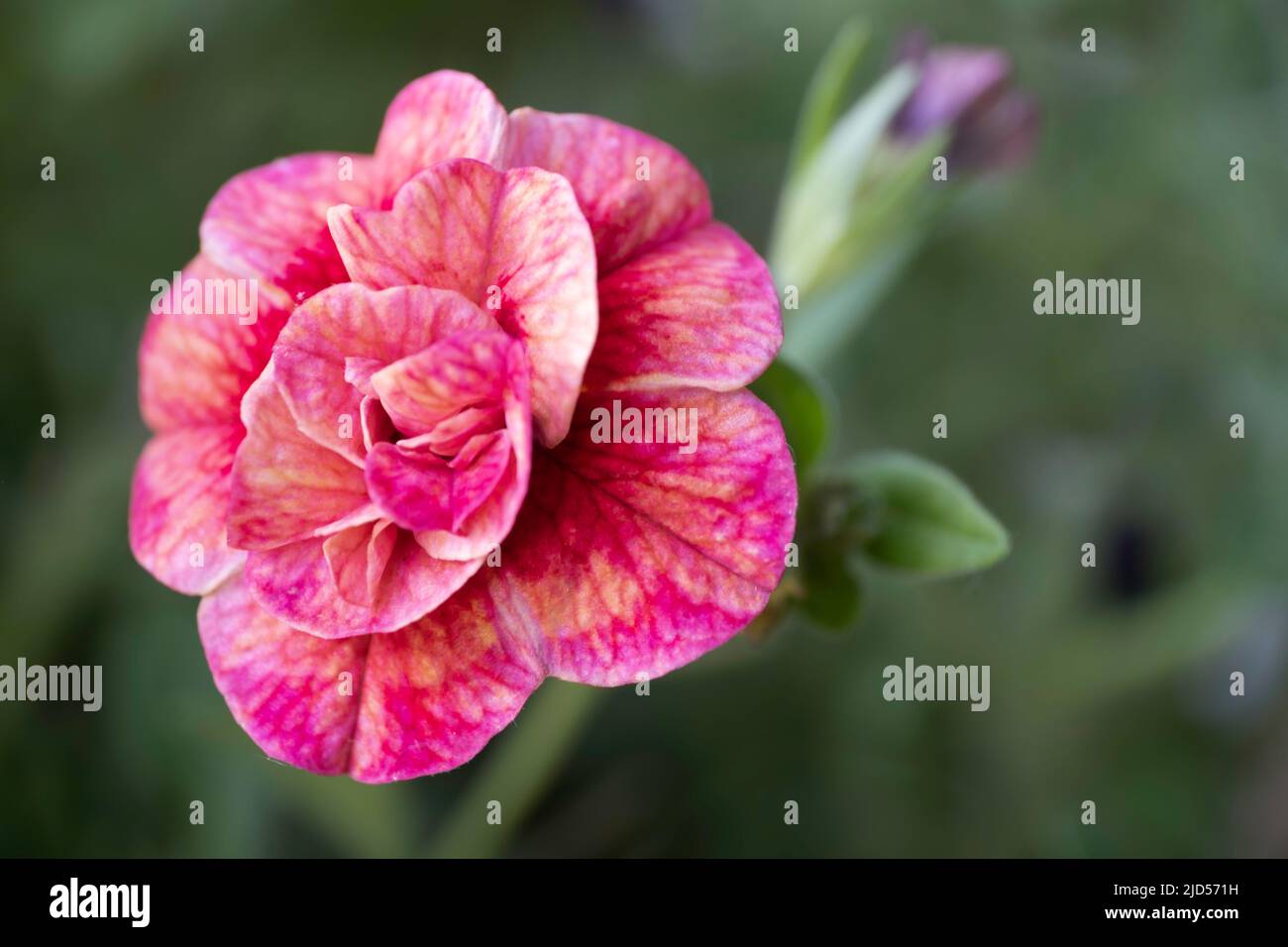 Makro der jährlichen mehrfarbigen Millionen Glocken Blume oder Calibrachoa in einem Garten Frühling. Mini-Petunien. Enge Schärfentiefe Stockfoto