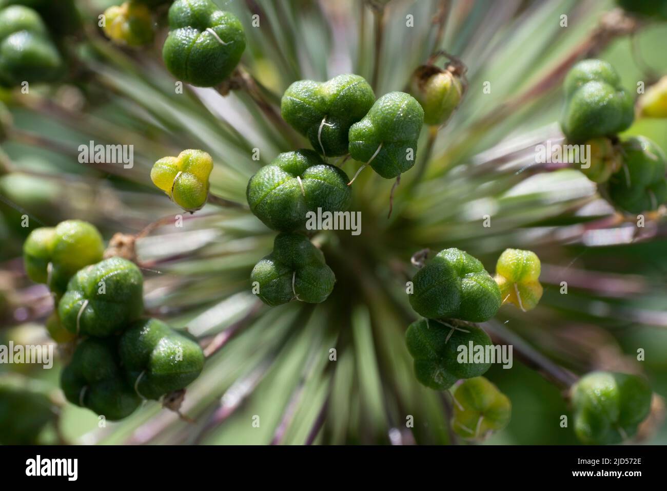 Makro von fruchtenden Dolden der Zwiebel Allium giganteum Blume mit Samen in einem Garten Stockfoto