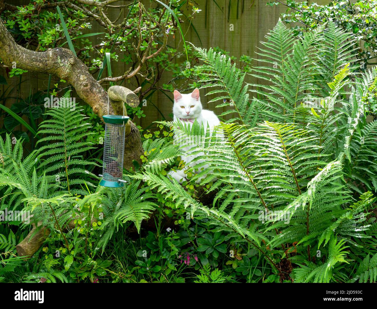 Weiße Katze unter Farnen, die einen Gartenvogelfutterhäuschen beobachten Stockfoto