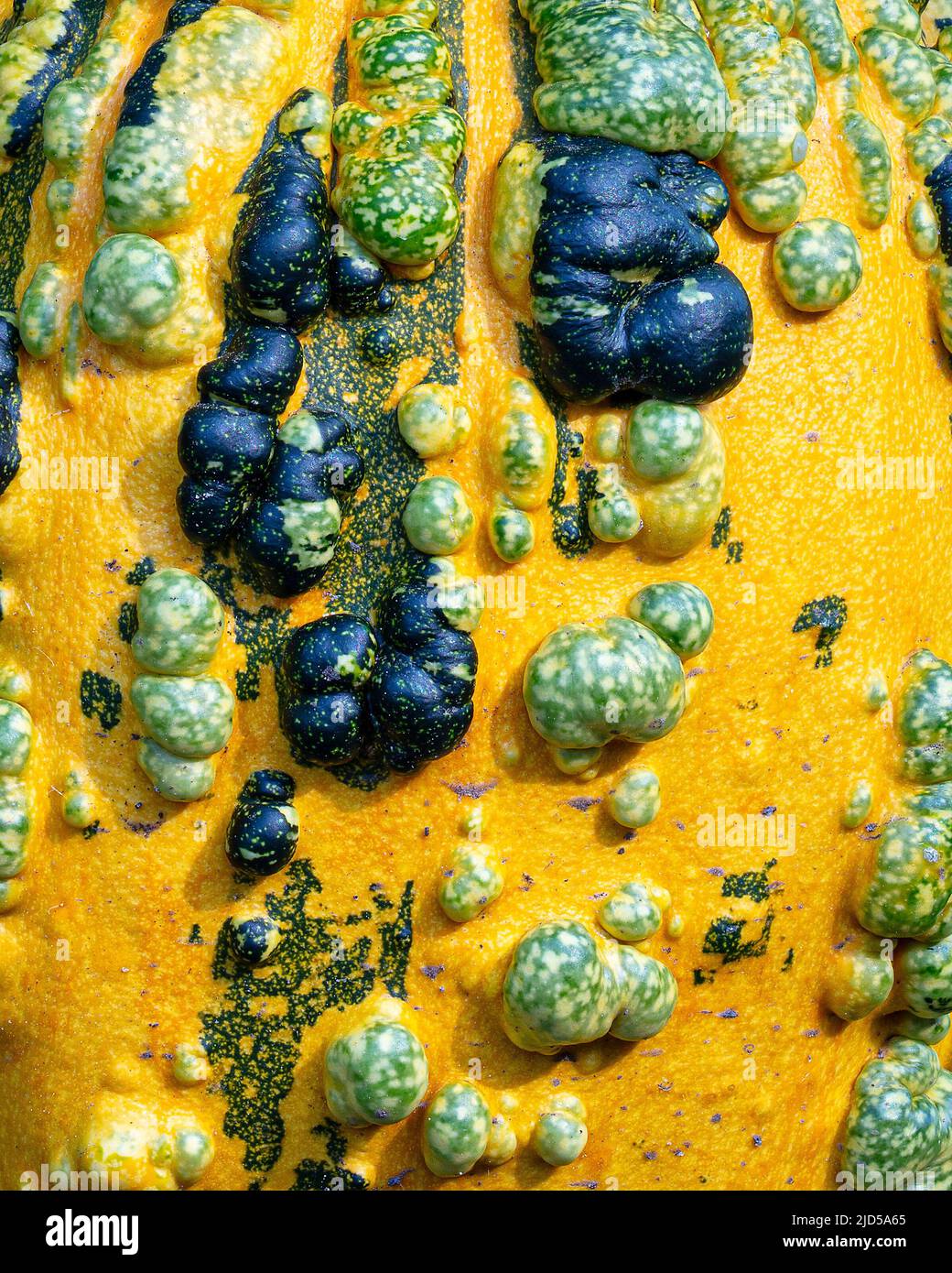 Zierkürbis (Detail) im Malus Arch in den Aberglasney Gardens Stockfoto
