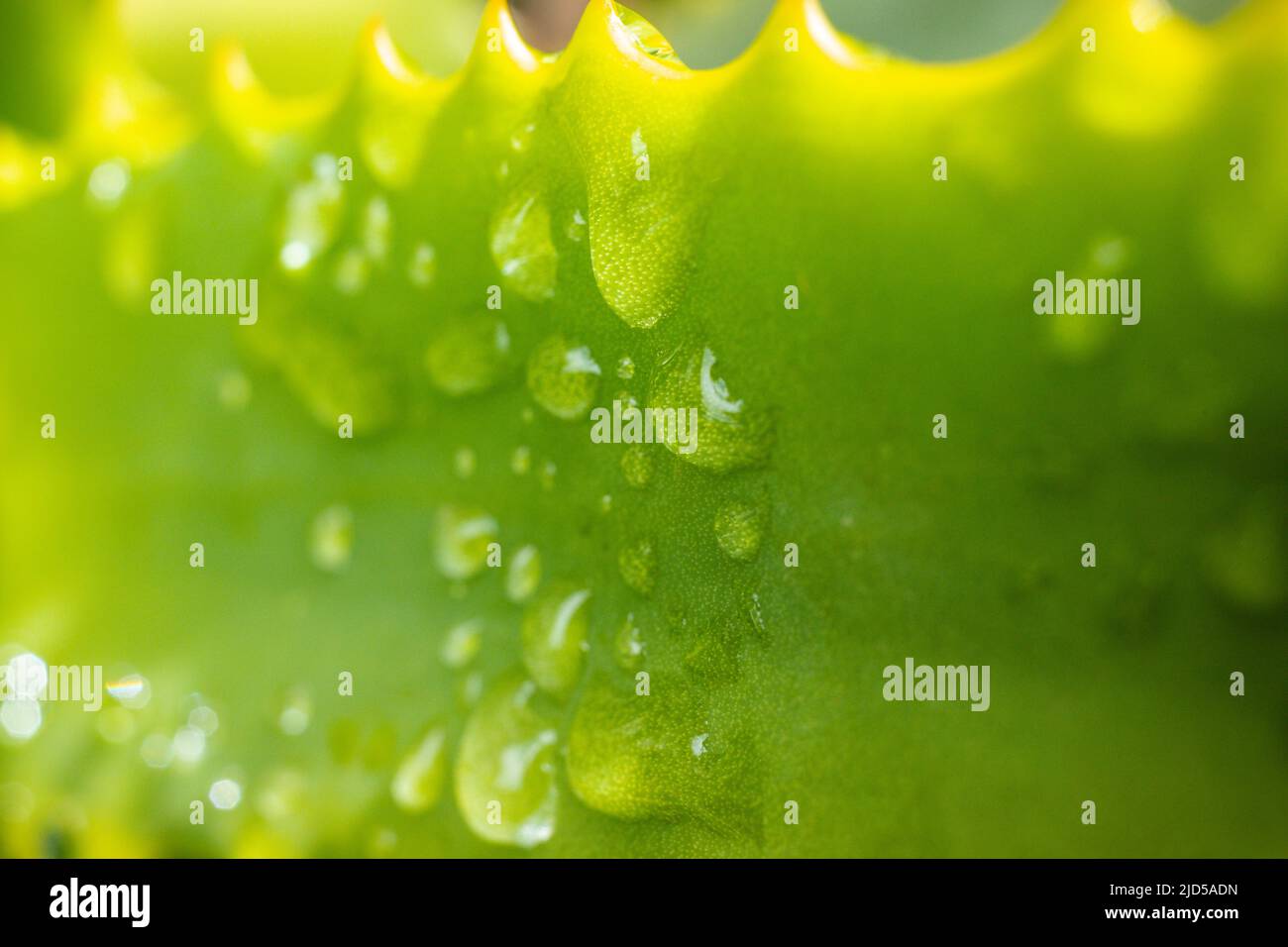 Kenian Reisen Natur Landschaften Blumen Insekten Tiere Abstrakte Details Symmetriemuster Grün Laub Blumen Verlässt Outdoor Panoramablick Stockfoto