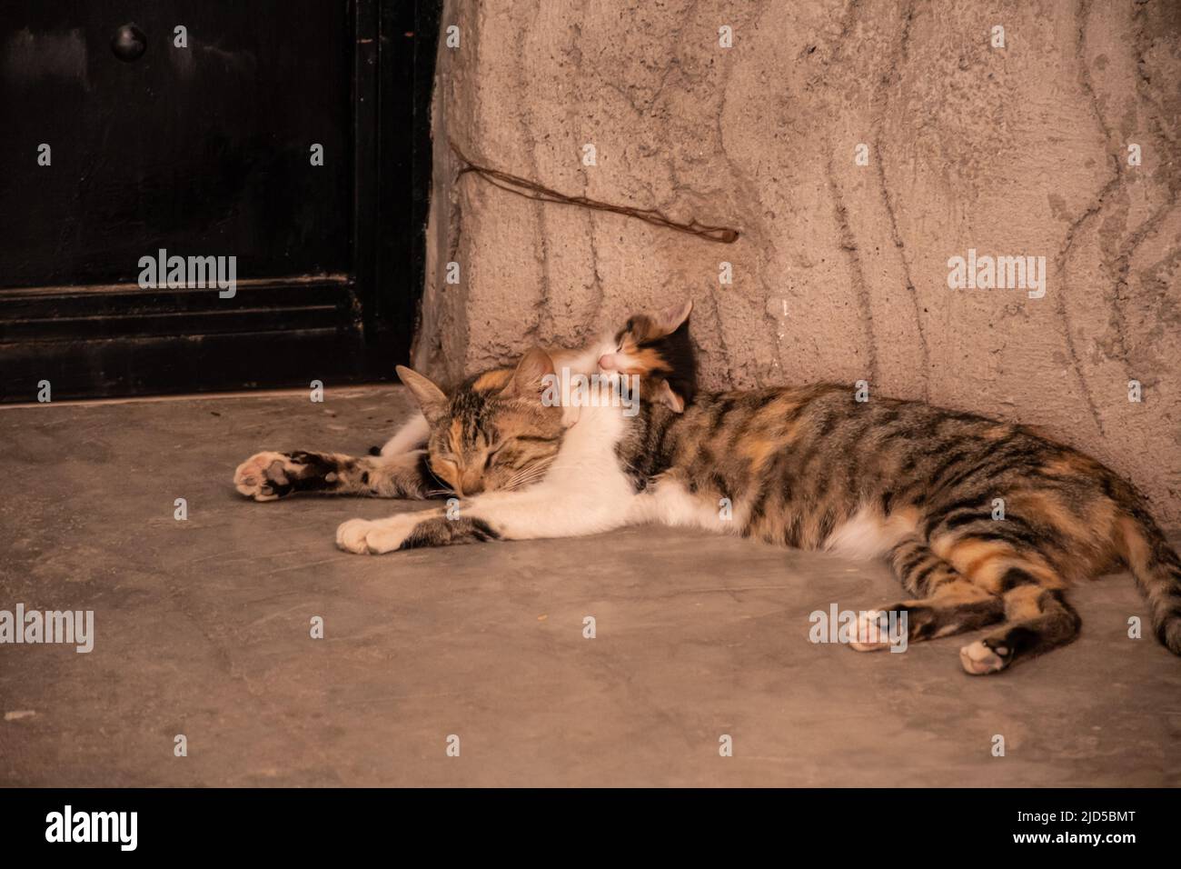 Eine Katze und ihr Kätzchen schlafen im Schatten in Marrakesch, Marokko Stockfoto