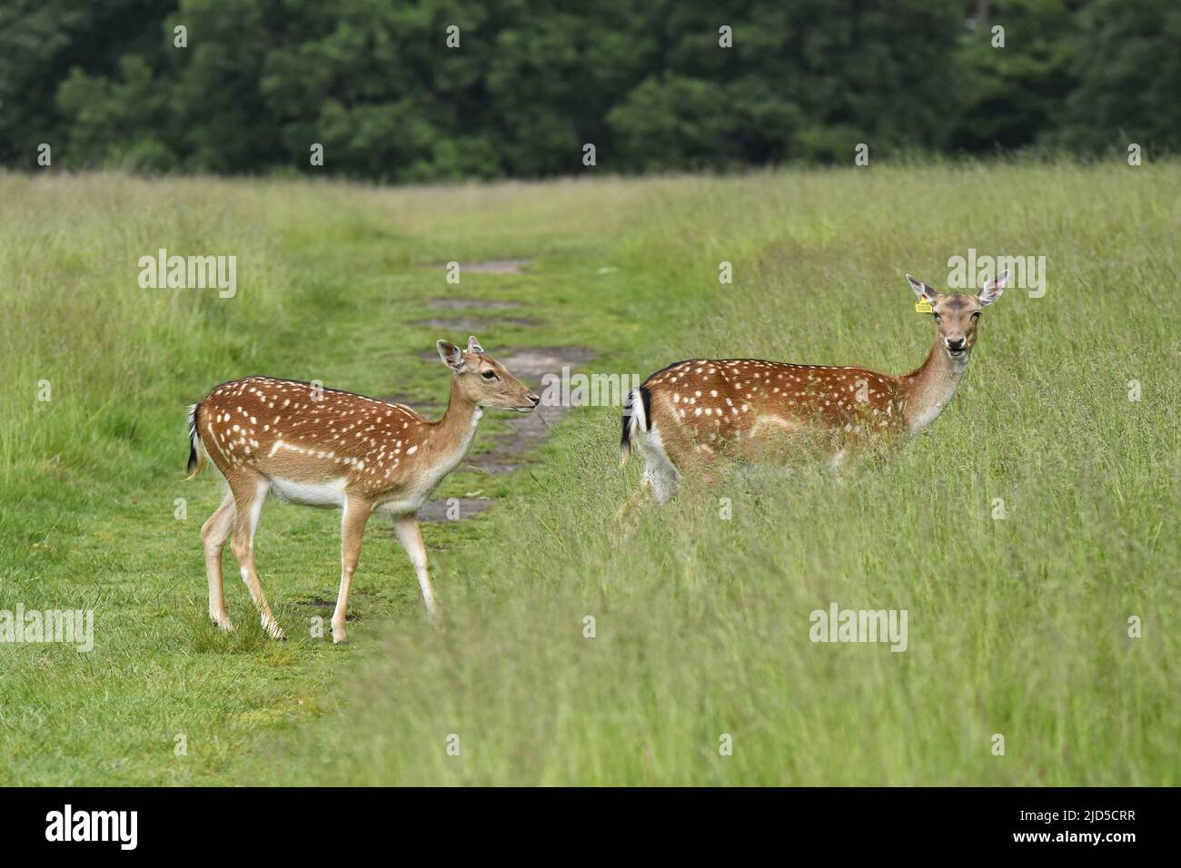 Europäischer Damhirsch (Dama dama) im Richmond Park London. Stockfoto