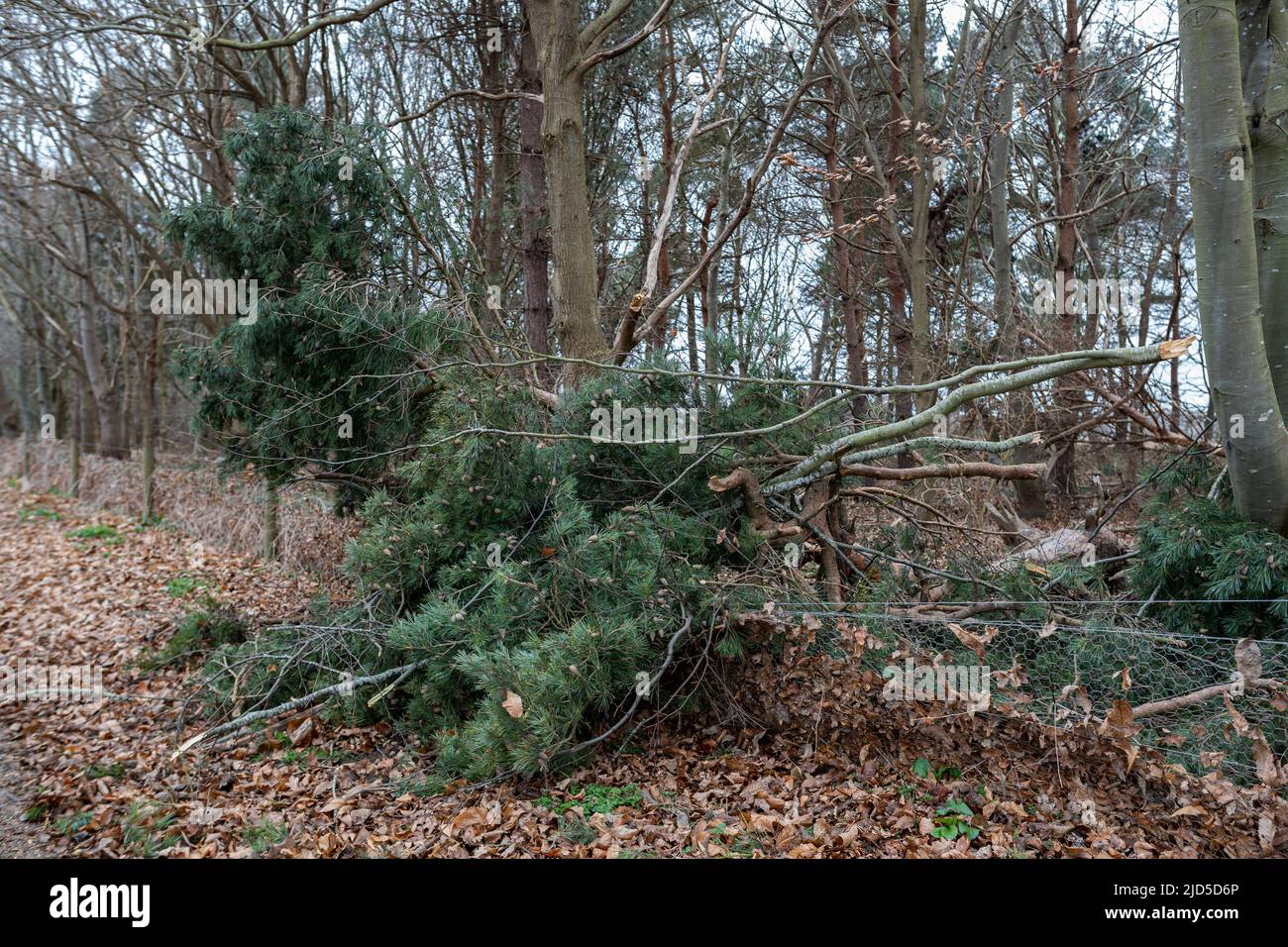 Gefallener Baum, Äste und Trümmer aufgrund von schlechtem stürmischem Wetter. Klimawandel, extremes Wetter, Sturmkonzept Stockfoto