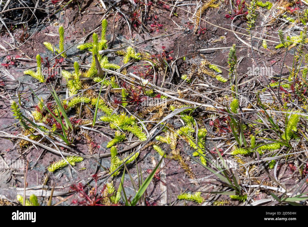 Marsh Clubmoos (Lycopodiella inundata) im Thursley Common National Nature Reserve, eine gefährdete Pflanze mit nassem Heidegebiet und Rundblättriger Sonnentau Stockfoto