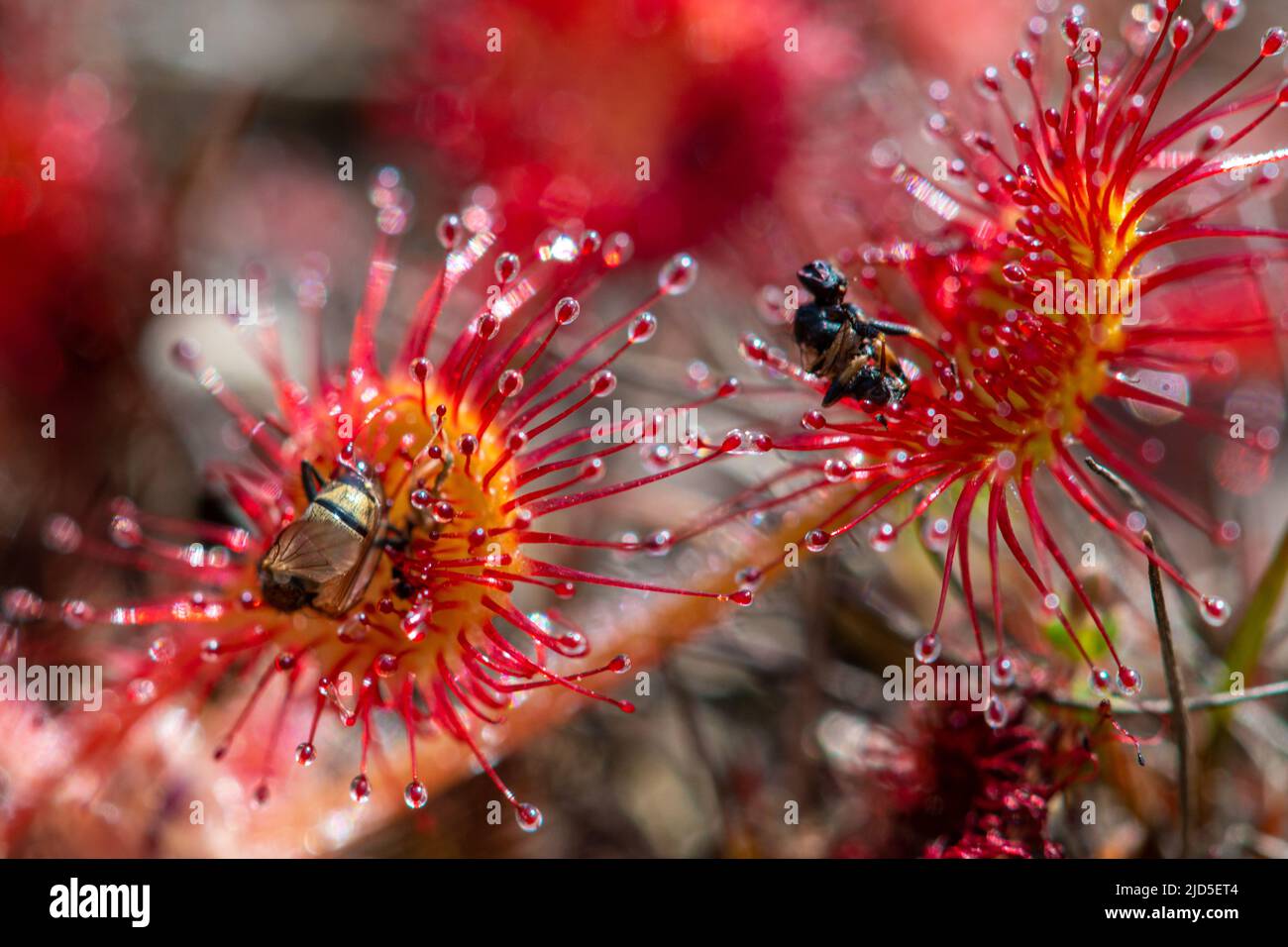 Insekten, die von einem Rundblättrigen Sonnentau (Drosera rotundifolia), einer fleischfressenden Pflanze aus Sümpfen, Sümpfen und nassem Heide, Großbritannien, gefangen sind Stockfoto