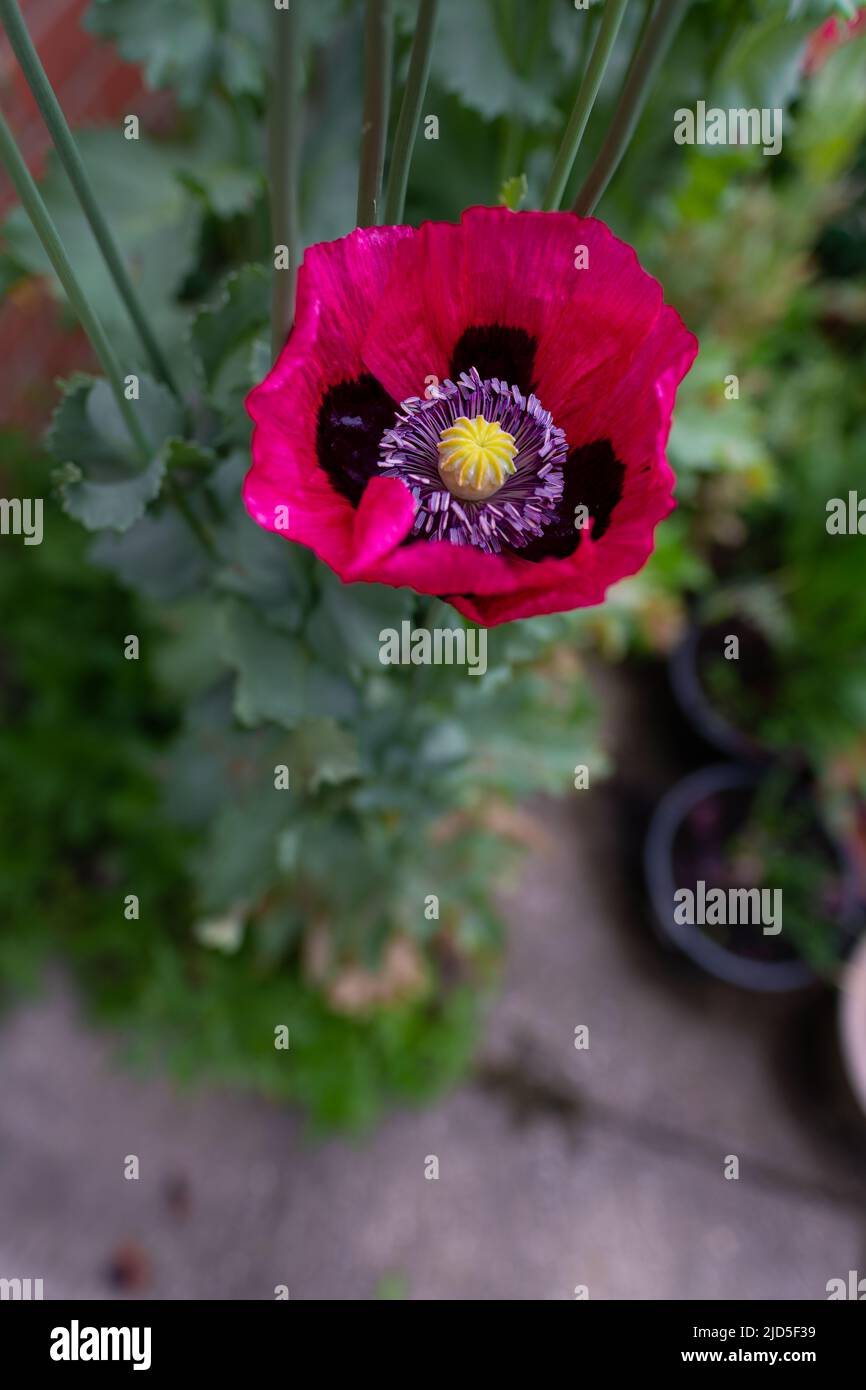 Große ornamental blühende Mohnsorte, die in einem Norfolk-Garten wächst, Großbritannien Stockfoto