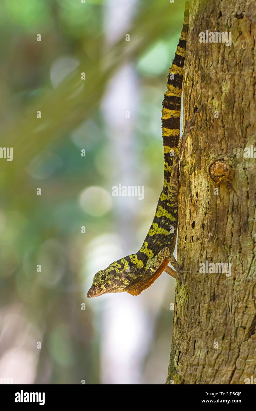 Eine Anole mit spanischer Flagge (Anolis allogus) auf einem Baum im Nationalpark Alejandro de Humboldt in Kuba Stockfoto