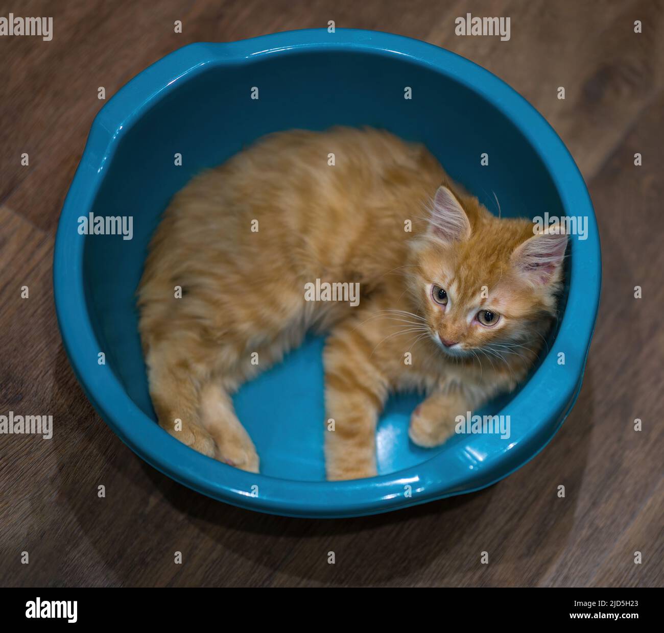 Rotes Kätzchen ruht in einem Becken. Haustier, eine junge Katze im Haus. Stockfoto