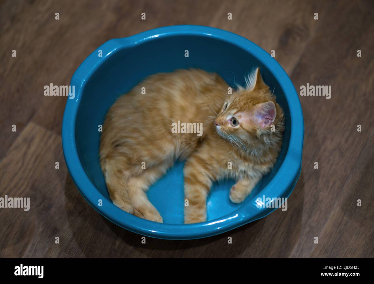 Rotes Kätzchen ruht in einem Becken. Haustier, eine junge Katze im Haus. Stockfoto