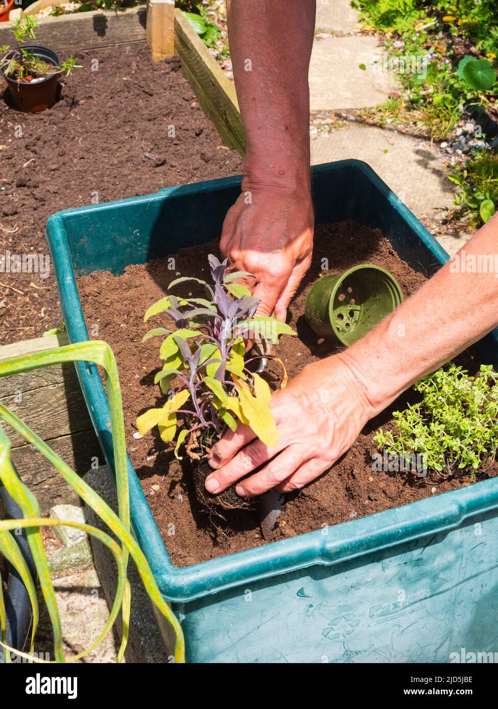Pflanzen von Salbei, Salvia officinalis 'Purpurea', in einem kleinen Kräuterbeet Stockfoto