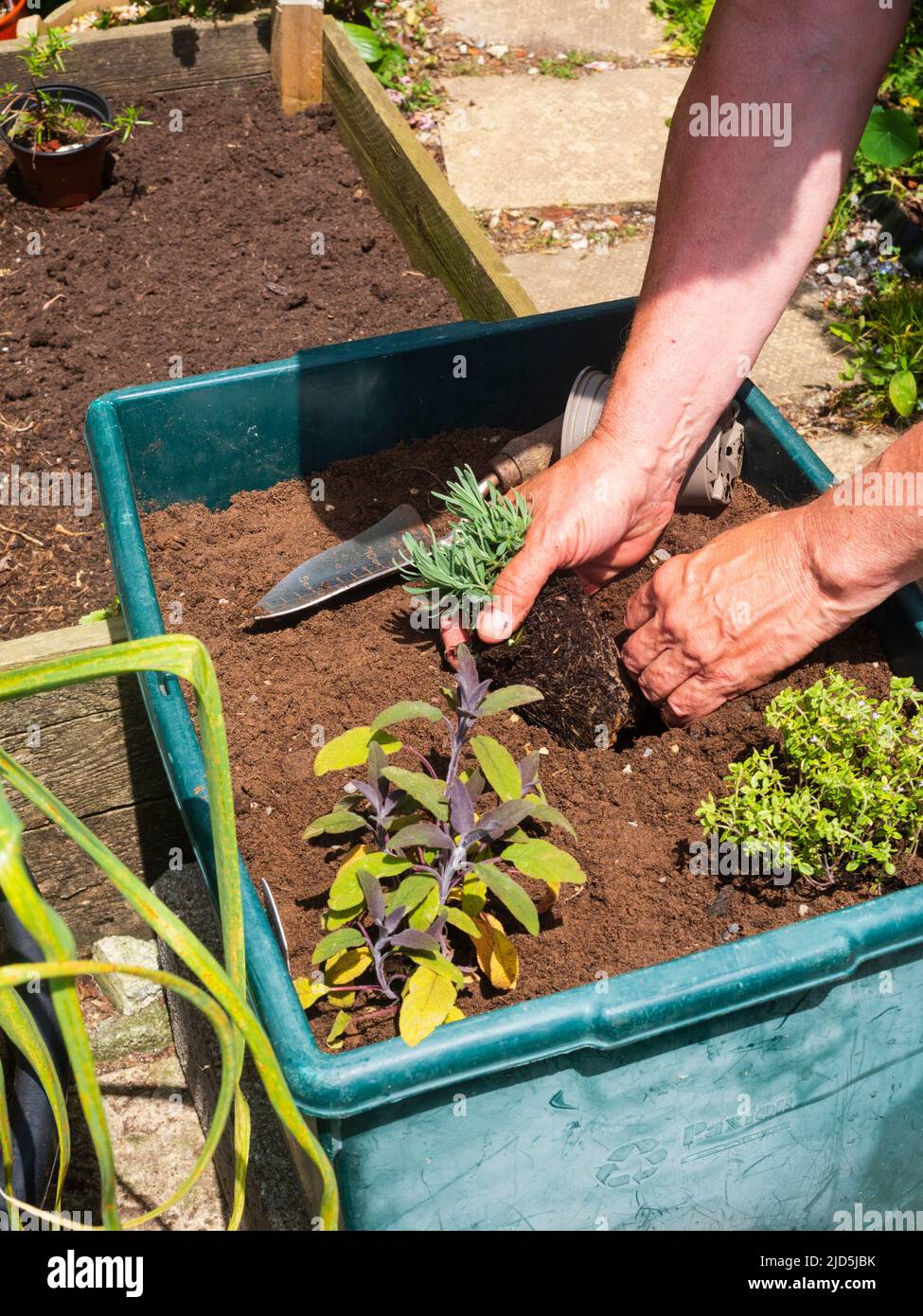 Lavendel 'Hidcote' in einem kleinen Behälter Kräuterbett Pflanzen Stockfoto
