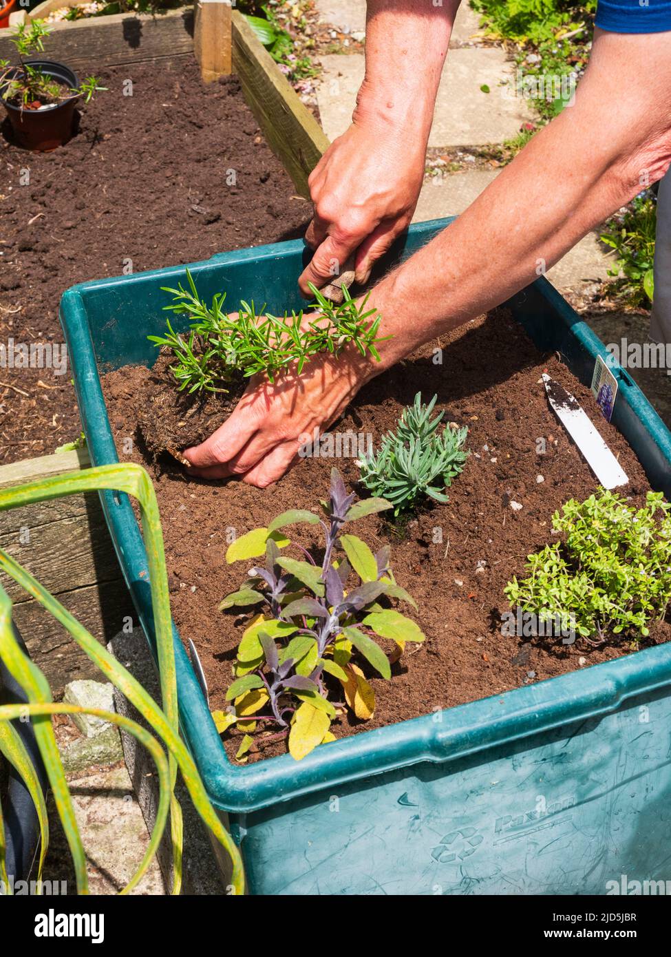 Rosmarin, Salvia rosmarinus in einem kleinen Behälter Kräuterbett Pflanzen Stockfoto