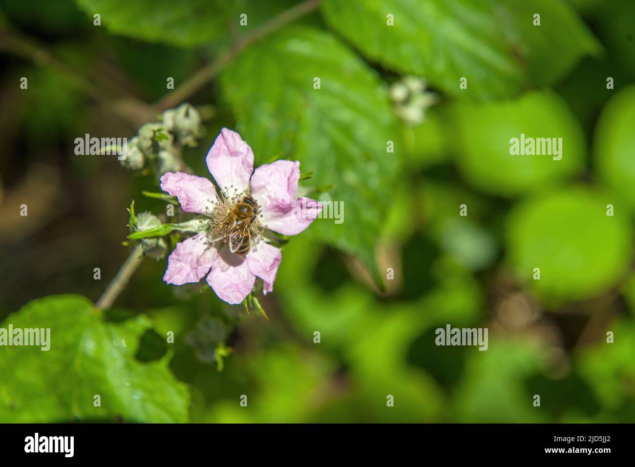 Im Juni blüht an einem sonnigen Sommertag der Brombeerbusch mit Honigbiene Stockfoto