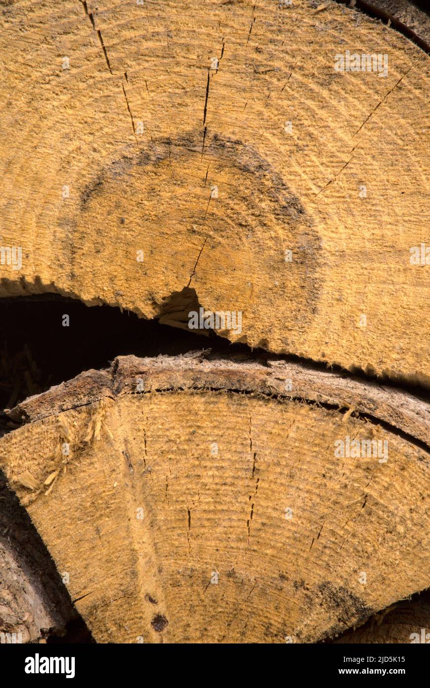 Hintergrund mit gestapelten Holzstücken. Dominantes gelbes trockenes Holz, natürlicher Brennstoff zum Heizen, Brennholz. Stücke von Kiefer und Tanne zu verbrennen. Stockfoto