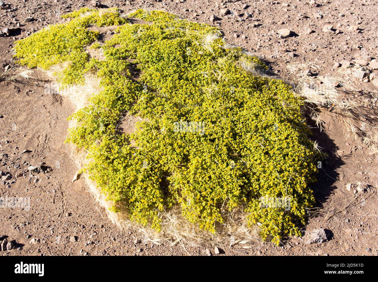 Ansicht der Tetraena-Pflanze in der Wüste Namibias Stockfoto